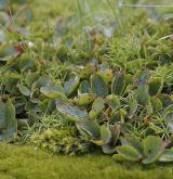 vrba bylinná <i>(Salix herbacea)</i> / Habitus