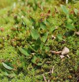 vrba bylinná <i>(Salix herbacea)</i> / Habitus