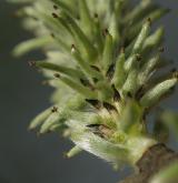vrba popelavá <i>(Salix cinerea)</i> / Květ/Květenství