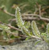 vrba ušatá <i>(Salix aurita)</i> / Květ/Květenství
