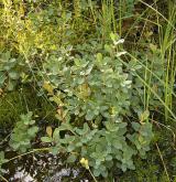 brusnice bahenní <i>(Vaccinium uliginosum)</i> / Habitus