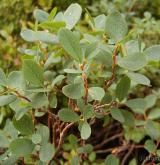 brusnice bahenní <i>(Vaccinium uliginosum)</i> / Habitus