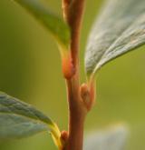 brusnice bahenní <i>(Vaccinium uliginosum)</i> / Větve a pupeny