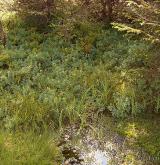 brusnice bahenní <i>(Vaccinium uliginosum)</i> / Habitus