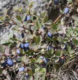 brusnice bahenní <i>(Vaccinium uliginosum)</i> / Plod