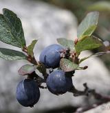 brusnice bahenní <i>(Vaccinium uliginosum)</i> / Plod