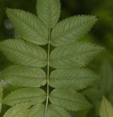 jeřáb pomíchaný <i>(Sorbus commixta)</i> / List