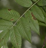 jeřáb pomíchaný <i>(Sorbus commixta)</i> / List