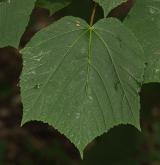 javor střechovitý <i>(Acer tegmentosum)</i> / List