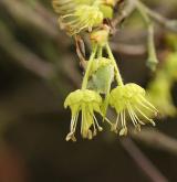 javor šedý <i>(Acer griseum)</i> / Květ/Květenství