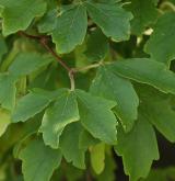 javor šedý <i>(Acer griseum)</i> / List