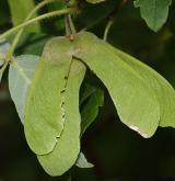 javor šedý <i>(Acer griseum)</i> / Plod
