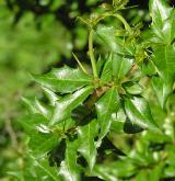 dřišťál bradavičnatý <i>(Berberis verruculosa)</i> / List