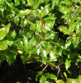 dřišťál bradavičnatý <i>(Berberis verruculosa)</i> / List