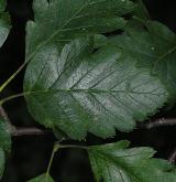 jeřáb prostřední <i>(Sorbus intermedia)</i> / List