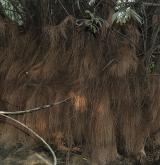 vrba košíkářská <i>(Salix viminalis)</i> / Borka kmene