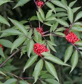 bez červený <i>(Sambucus racemosa)</i> / List