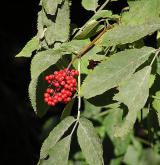 bez červený <i>(Sambucus racemosa)</i> / Plod