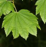 javor okrouhlolistý <i>(Acer circinatum)</i> / List