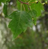 hloh javorolistý <i>(Crataegus phaenopyrum)</i> / 