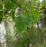 hloh javorolistý <i>(Crataegus phaenopyrum)</i> / 