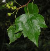 hloh javorolistý <i>(Crataegus phaenopyrum)</i> / 