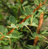 dřišťál krétský <i>(Berberis cretica)</i> / Habitus