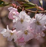 višeň chloupkatá <i>(Prunus subhirtella)</i> / Květ/Květenství