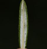 kyhanka sivolistá <i>(Andromeda polifolia)</i>