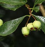 hloh kuří noha <i>(Crataegus cruss-galli)</i> / Plod