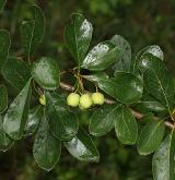 hloh kuří noha <i>(Crataegus cruss-galli)</i> / List