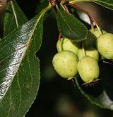 hloh kuří noha <i>(Crataegus cruss-galli)</i> / Plod