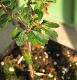 dřišťál Darwinův <i>(Berberis darwinii)</i> / 