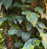 břečtan popínavý <i>(Hedera helix)</i> / List