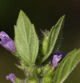 pamětník rolní <i>(Acinos arvensis)</i> / List