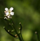 česnáček lékařský <i>(Alliaria petiolata)</i> / Květ/Květenství