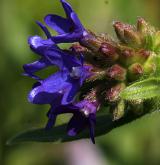 pilát lékařský <i>(Anchusa officinalis)</i> / Květ/Květenství