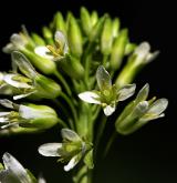 huseník lysý <i>(Arabis glabra)</i> / Květ/Květenství