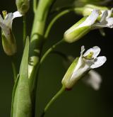 huseník lysý <i>(Arabis glabra)</i> / Květ/Květenství