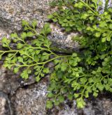 sleziník routička <i>(Asplenium ruta-muraria)</i> / Habitus