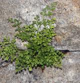 sleziník routička <i>(Asplenium ruta-muraria)</i> / Habitus