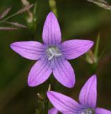 zvonek rozkladitý <i>(Campanula patula)</i> / Květ/Květenství