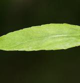 zvonek rozkladitý <i>(Campanula patula)</i> / List