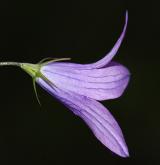 zvonek rozkladitý <i>(Campanula patula)</i> / Květ/Květenství