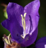 zvonek broskvolistý <i>(Campanula persicifolia)</i> / Květ/Květenství