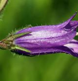 zvonek sibiřský <i>(Campanula sibirica)</i> / Květ/Květenství