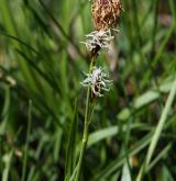 ostřice jarní <i>(Carex caryophyllea)</i> / Květ/Květenství