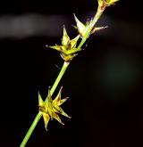 ostřice ježatá <i>(Carex echinata)</i> / Plod