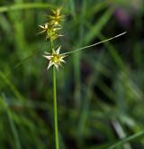 ostřice ježatá <i>(Carex echinata)</i> / Plod