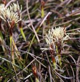 ostřice nízká <i>(Carex humilis)</i> / Habitus